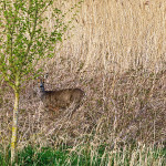 Wildlife Kamperstraatweg #Kampen
di, 14 april 2020 17:46