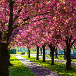 Veldbloempad #Kampen wo, 15 april 2020 11:25